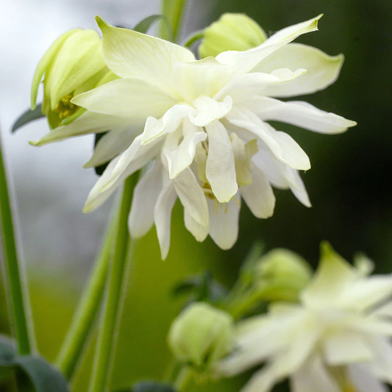 Aquilegia vulgaris Lime Sorbet